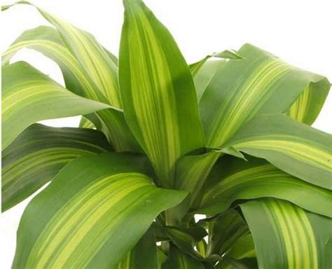 Each one naturally cleans the air and produces oxygen in a unique way, so having multiple types can add a variety of benefits to your home, office, or apartment. Dracaenas