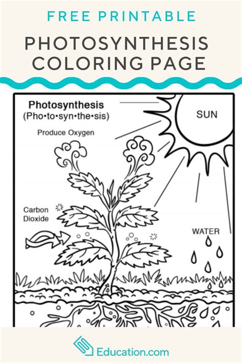 Introduce The Concept Of Photosynthesis To Your Young Scientist With