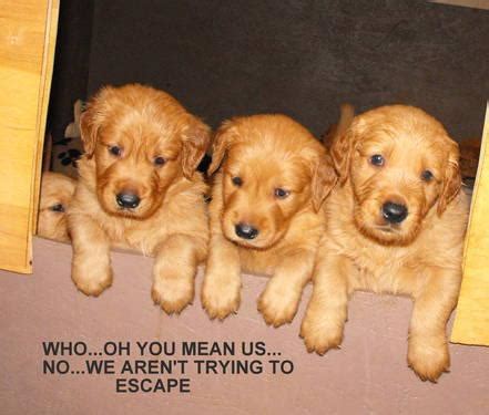 You'll find below all the articles written in the puppy category of this site. AKC Golden Retriever Puppies - for Sale in Las Cruces, New Mexico Classified | AmericanListed.com