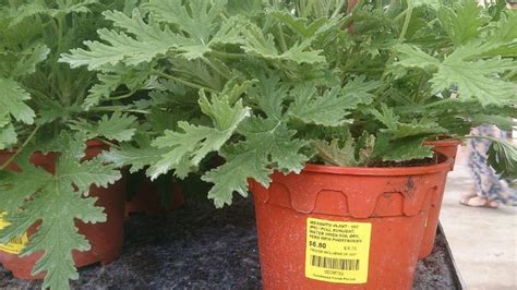 Citronella Plant Easy Guide Cum Să Cultivați Planta De țânțari Free