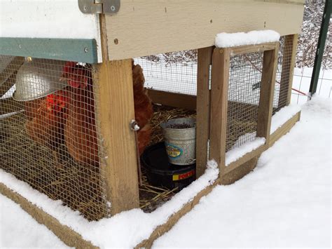 Will Chickens Sleep In The Coop With A Light On Backyard Chickens Hot