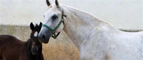 Unesco Dichiara Il Cavallo Lipizzano Patrimonio Dellumanità La Razza
