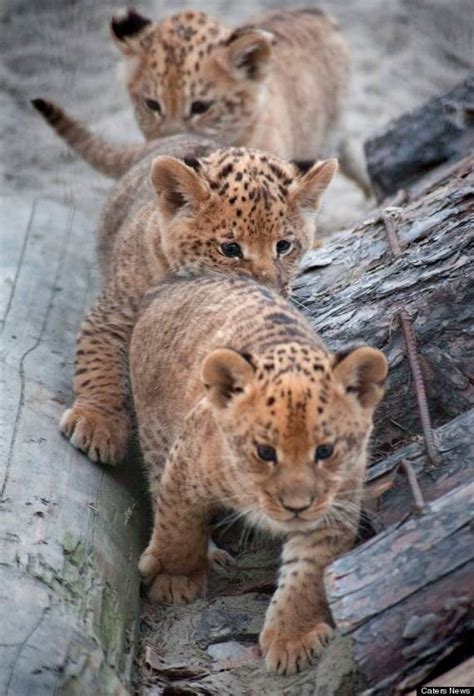 10 Wild Cats That Have The Cutest Cubs