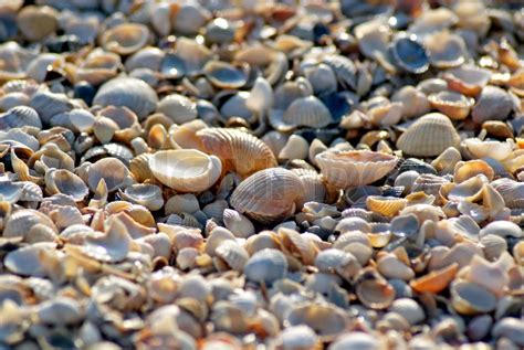 Sea Shells Coast Beach Stock Image Colourbox