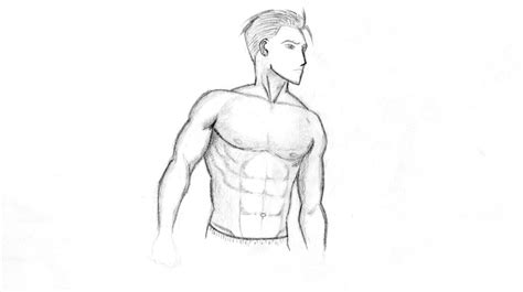 Chest Muscles Anatomy Drawing Human Chest Anatomy Images Stock Photos