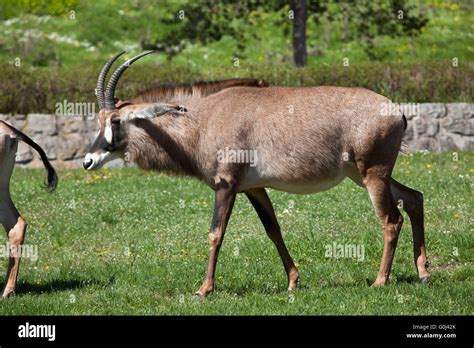 Roan Antelope Hippotragus Equinus At Dvur Kralove Zoo Czech Republic