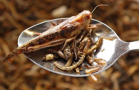 Manger Des Insectes Comestibles Cest Bon Pour La Sante Et Pour La