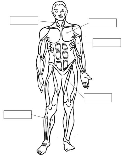 Sistema Muscular Cuerpo Humano Human Body Systems Science Y Body