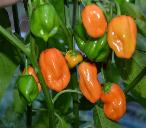 Hot Pepper Seeds Mixed Non Hybrid Varieties 120 Seeds Etsy