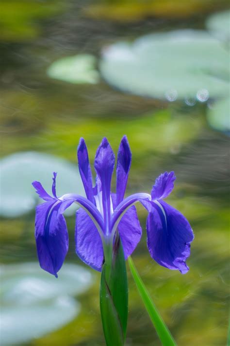 The 10 Best Water Plants To Add To Your Pond Better Homes And Gardens