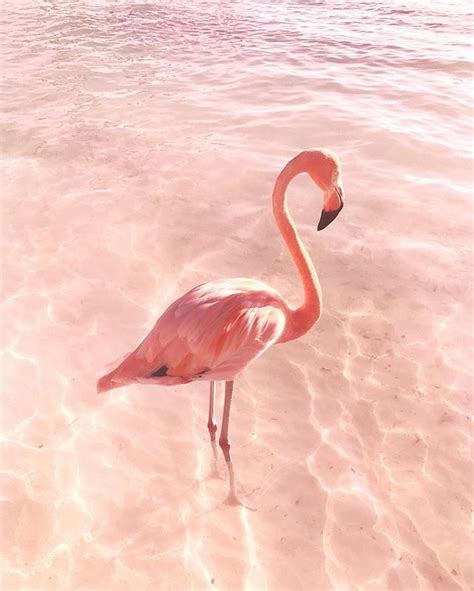 Pink Flamingo Wallpaper Aesthetic