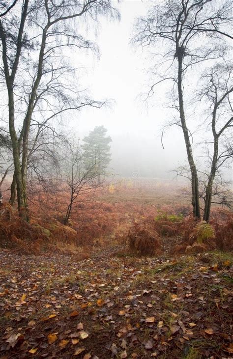 Foggy Misty Autumn Forest Landscape At Dawn Stock Photo Image Of
