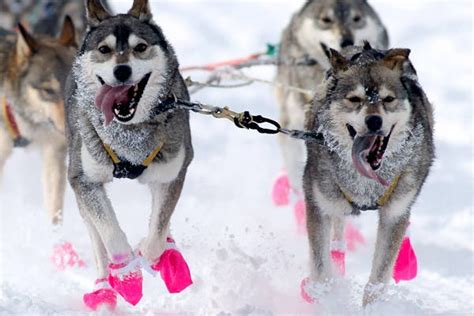 The Week In Sports Photos Sled Dogs Sled And Nfl