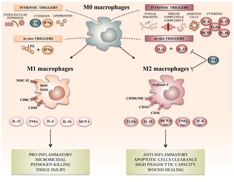 Ijms Free Full Text Role Of Human Macrophage Polarization In