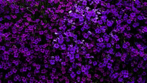 Purple Flowers Wallpaper 4k Floral Background Beautiful