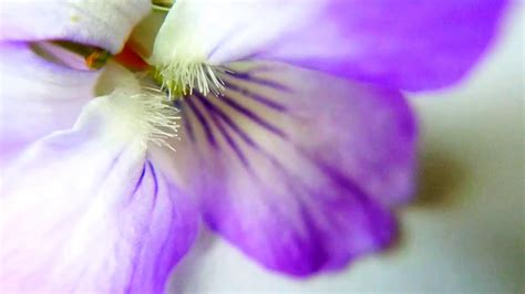 Close Up Violet Macro Flower Magical Nature Alternative Minerva