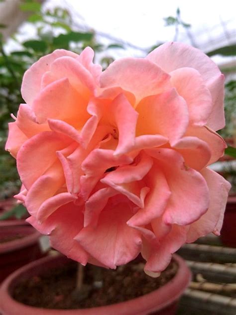 Isabelle Autissier Rose Rose Plants • Teo Joo Guan