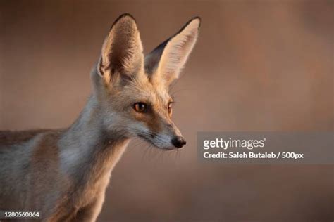 Arabian Red Fox Photos And Premium High Res Pictures Getty Images