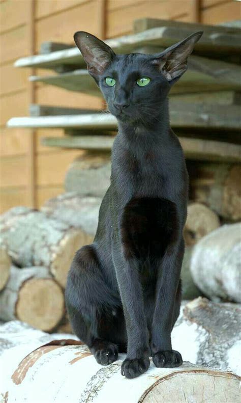 But, if it is not getting the attention it constantly craves, it may start to get a bit peevish. Oriental Black Cat Breeds - Pets Lovers