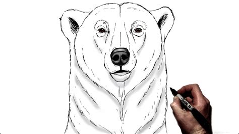 How To Draw A Polar Bear Step By Step Youtube