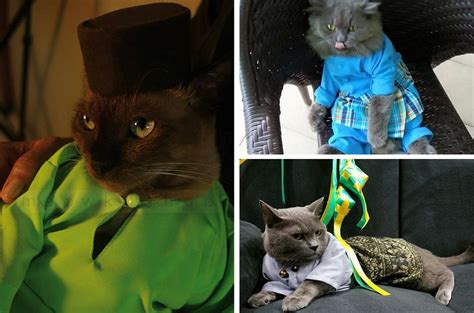 Maybe you would like to learn more about one of these? Foto Kucing Pakai Baju