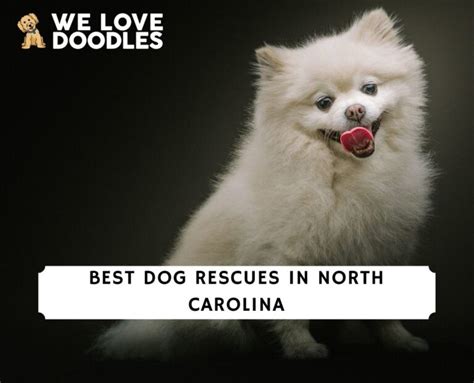 5 Best Dog Rescues In North Carolina 2023 We Love Doodles