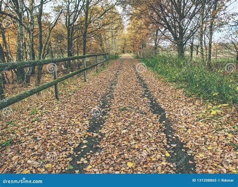 Autumn Alley Sad Melancholy Fall Day With Hidden Sun Stock Image