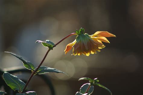Flower Pentax User Photo Gallery