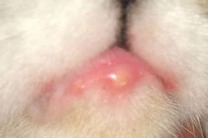 The swollen lip is hard to assess without a picture, but i suspect that your cat either has chin acne or an eosinophilic granuloma. Swollen Bottom Lip of the Cat - Is it the Reason for ...