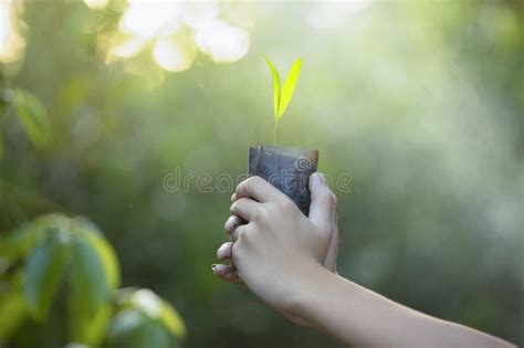 Planting Treesplanting Forests Seedlingsgrowth Stock Photo Image