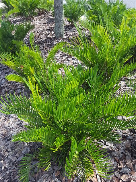 Maybe you would like to learn more about one of these? Coontie Palm (cycad zamia pumila) - Urban Palms