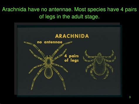 PPT - Ticks belong to the Class Arachnida. They are arthropods related