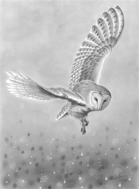Barn Owl In Flight Nolon Stacey Owl Tattoo Drawings Owls Drawing