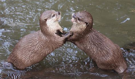 Otters Play Fight In The Water — The Daily Otter