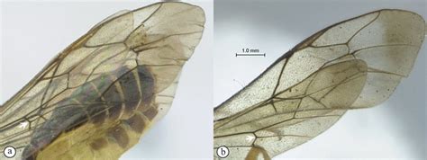 Key To Afrotropical Phorotrophus Species Waspweb