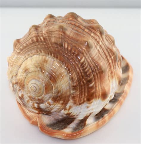 Van beurden @shell on the societal imperative and business opportunities of net zero: More than sparkle: Types of cameo shells