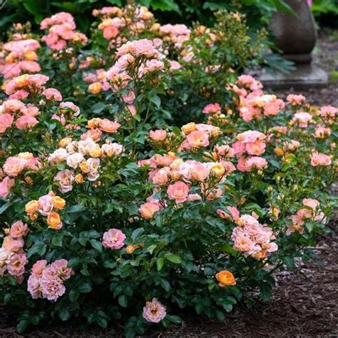 Drift 2 Gal The Peach Drift Rose Bush With Pink Orange Flowers 13194