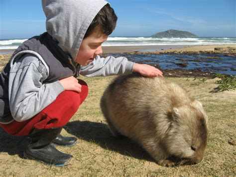 Australian National Park Wants You To Stop Taking Wombat Selfies