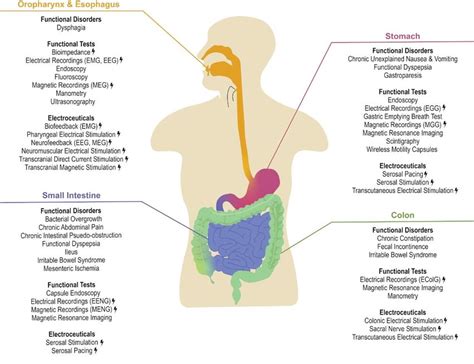 The Overview Of Functional Disorders Within The Gastrointestinal Gi Download Scientific