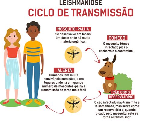Leishmaniose Fêmea Do Mosquito Palha é O Vetor Da Doença