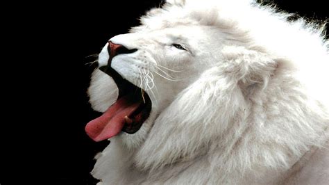 White Lion Wallpapers Wallpaper Cave