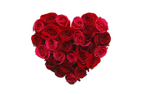 The History Of The Humble Red Rose And Valentines Day Flower Flow