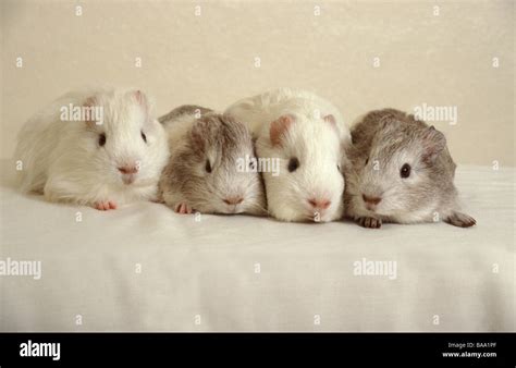 Row Of Four 2 Week Old Baby Guinea Pigs Stock Photo Alamy