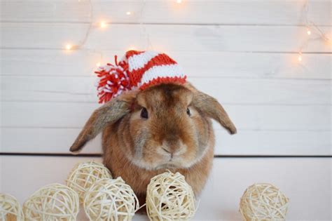 Christmas Elf Hat 7 Rabbit Pet Hat Bunny Hat Rabbit Etsy