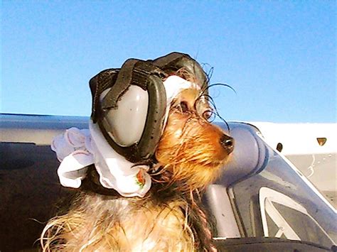 Pilot Yorkie Yorkie Yorkshire Terrier Puppies Yorkie Terrier