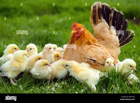 Bantam Gallus Gallus F Domestica Hen With Chicks Germany North