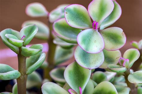 5 Edible Cacti And Succulents You Can Grow Indoors Modern Farmer