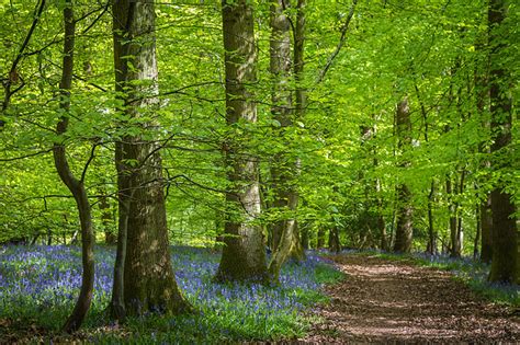 Bluebell Wood Bluebell Wood In The Forest Of Dean Glouces Flickr