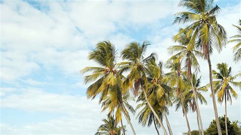 Hours Of Beautiful Palm Trees Swaying In The Wind With Relaxing