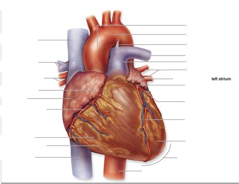 Heart Anatomy 8 Diagram Quizlet